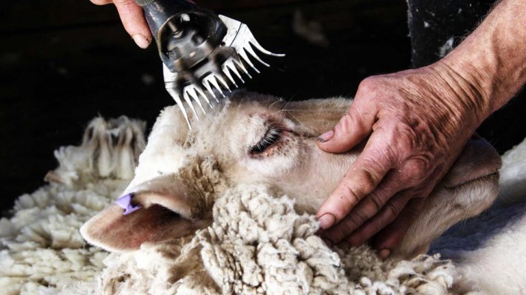 Combing Sheep | Andy Duggan Shearing, NSW, Australia