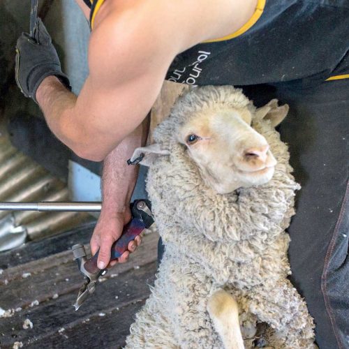 Happy Merino Shearing | Andy Duggan Shearing, NSW, Australia