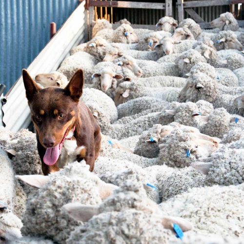 Kelpie Penning Up | Andy Duggan Shearing, NSW, Australia