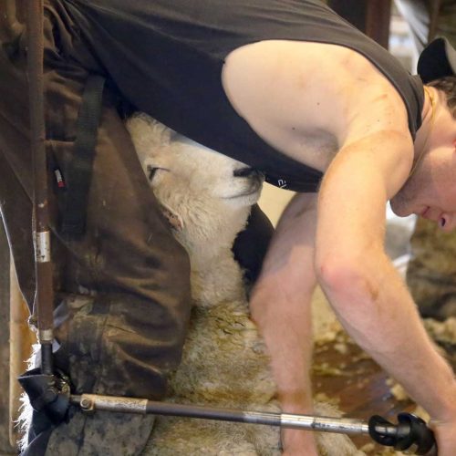 Sheep Shearing | Andy Duggan Shearing, NSW, Australia